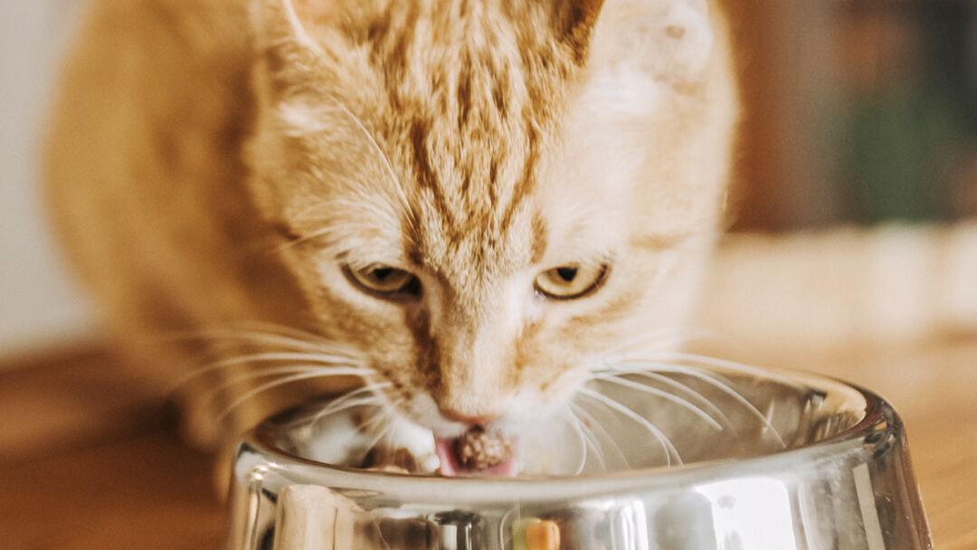 Feeding table for outlet cats